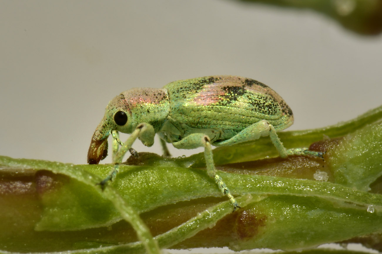 Curculionidae: Coniatus tamarisci? S, assieme a Coniatus suavis